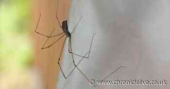 Five ways to keep giant spiders out of your home during autumn mating season