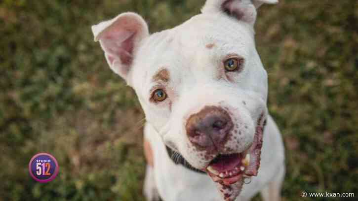 Austin Animal Center waiving pet adoption fees in October
