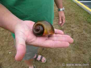 Freeze or crush these invasive snails if you see them