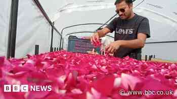 Can tech stop India wasting so much of its harvest?