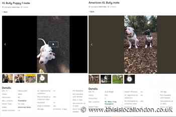 XL Bully dogs being sold at under £500 in south east London