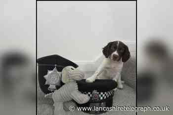 Adorable Cocker Spaniel puppy joins Lancashire Police team