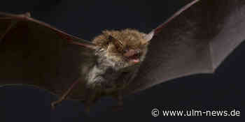 Herbst ist Balzzeit der Fledermäuse