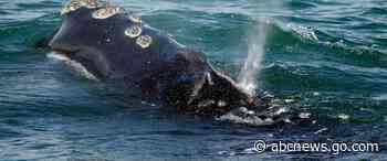 Environmental groups demand emergency rules to protect rare whales from ship collisions