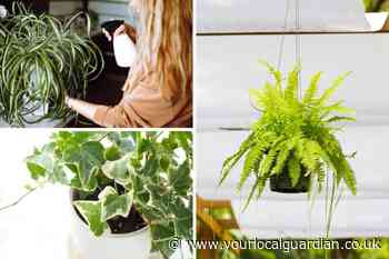 Houseplants to help reduce risk of mould and condensation