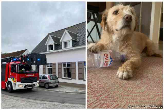 Labradoodle Tesla (9) overleeft zware kamerbrand niet: “Dit doet ons het meeste pijn”