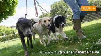 Hundebetreuer soll Tiere mit Elektrohalsband traktiert haben