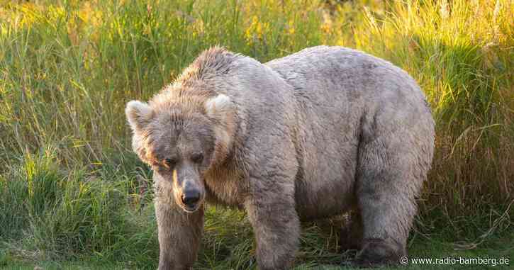 «Fat Bear»-Wahl – Wer siegt als dickster Braunbär?