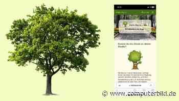 Baum-App erklärt, was in der Nachbarschaft grünt