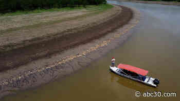 More than 100 dolphins found dead in Brazilian Amazon amid rapidly rising water temperatures