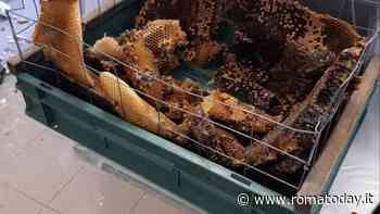 L’ufficio condono come lo zoo. Mega alveari, formiche nel caffè e larve nei computer