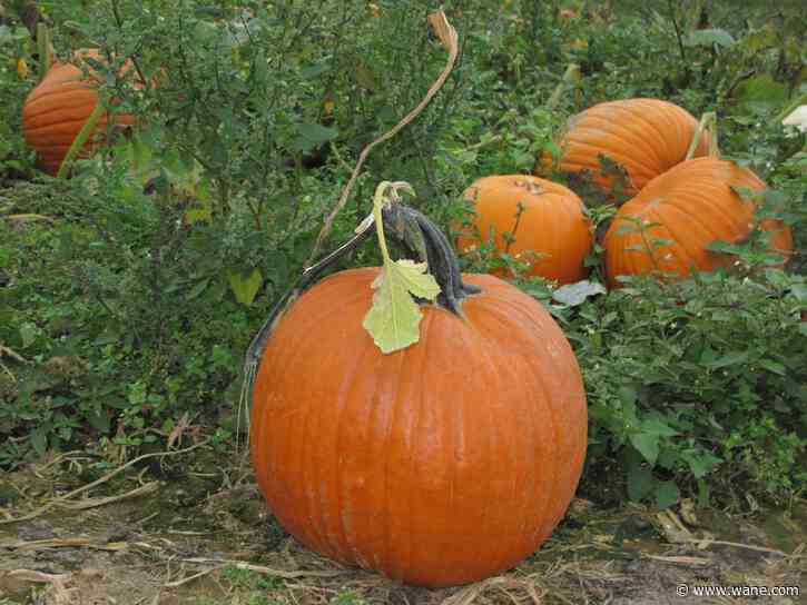 Pumpkin patches throughout Indiana to enjoy this October