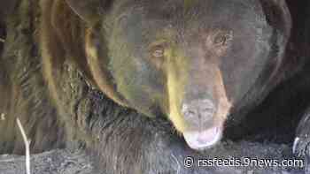 3 bears killed and dumped, Colorado man arrested