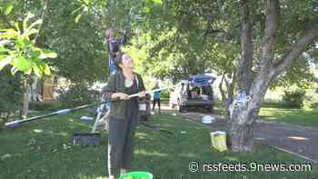 Volunteers 'rescue' fruit from rotting by harvesting it for local homeowners
