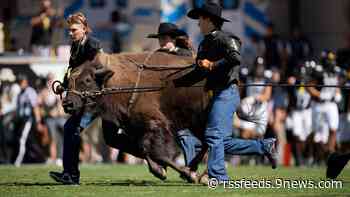 Colorado football fans wonder why Ralphie's runs are so short this year