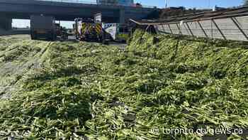 Celery spills onto Highway 400 after truck rolls over: OPP