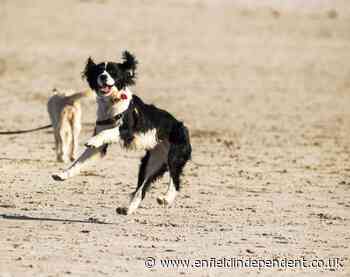 Best dog beaches Essex: Where to take your dog on a day out