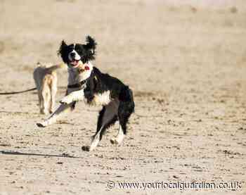 Best dog beaches Essex: Where to take your dog on a day out
