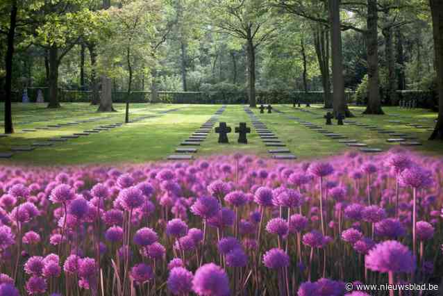 Westhoek kleurt paars met ‘50.000 bloemen voor Flanders Fields’: “Een stimulans voor het herdenkingstoerisme”
