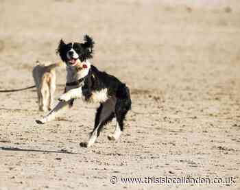 Best dog beaches Essex: Where to take your dog on a day out