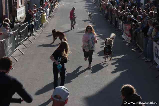 Vijftigtal honden nemen opnieuw deel aan hondenkoers