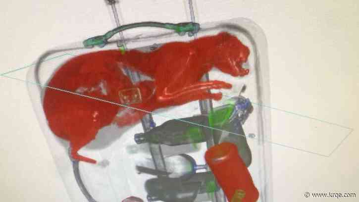 Don't put pets through airport X-ray machines, TSA says