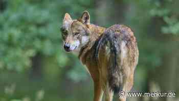 Fast 1000 Schafe auf der Flucht: Hat ein Wolfsrudel zwei Herden in Bayern angegriffen?