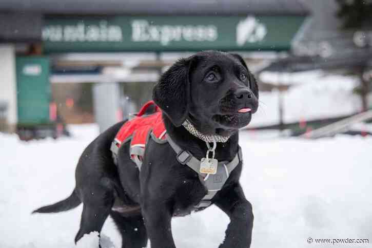 Avalanche Rescue Puppy Gets 'The Zoomies' In Fresh Snow At Popular Colorado Ski Area