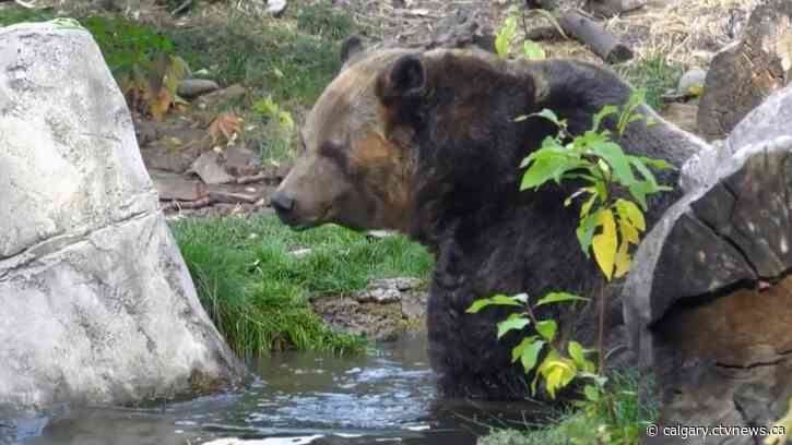Alberta's former environment minister says growing bear population is a challenge