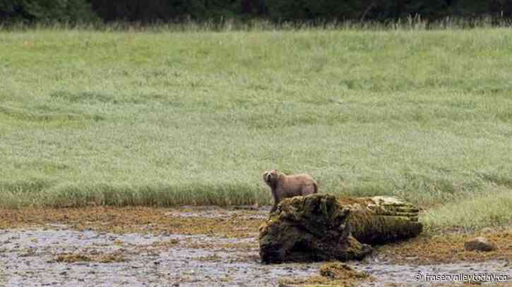 Grizzly that killed two in Banff National Park was old, had bad teeth: Parks Canada