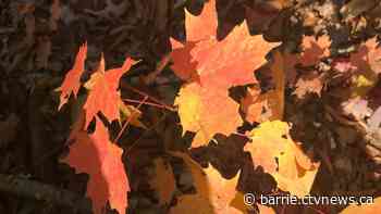 Algonquin Park's fall colours captivate tourists worldwide