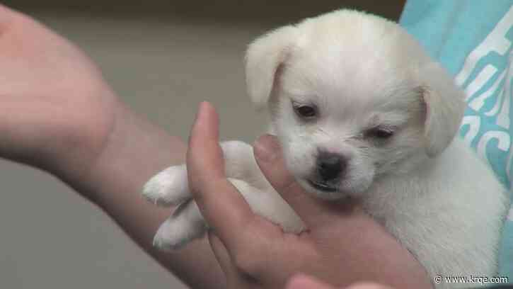 East Mountain Companion Animal Project helping pet owners keep their pets