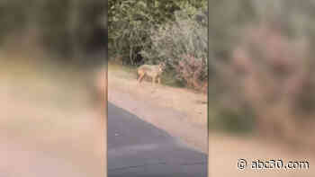 Coyote sightings reported along popular walking trail in Clovis
