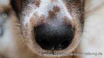 Hund und Mensch: War die Hundenase ein verbindendes Element?