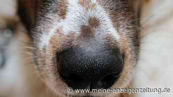 Hund und Mensch: War die Hundenase ein verbindendes Element?