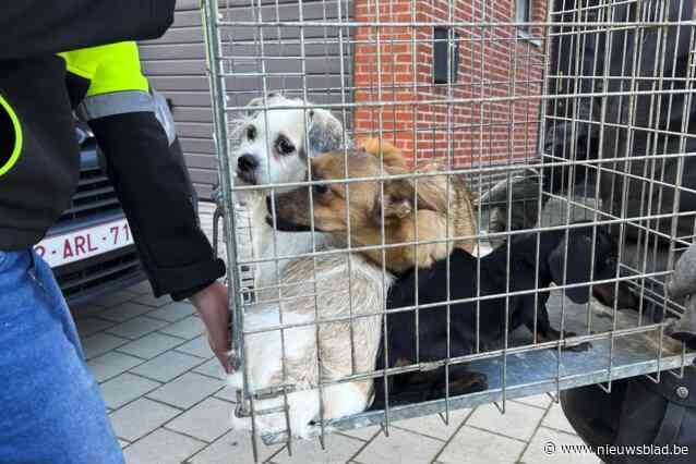 Parket Halle-Vilvoorde houdt themazitting over dierenmishandeling: “Elk jaar moeten we tientallen pv’s opstellen”