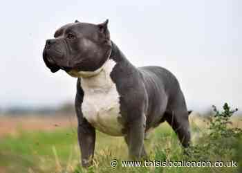 Man charged after child bitten by ‘XL Bully’ dog
