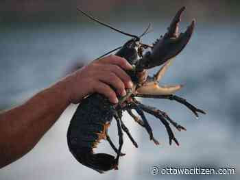 Today's letters: Stop the practice of boiling lobsters alive, Canada