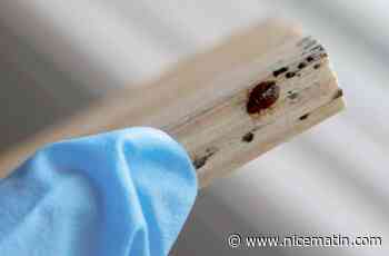 Punaises de lit: mon assurance habitation peut-elle couvrir les frais d'intervention?