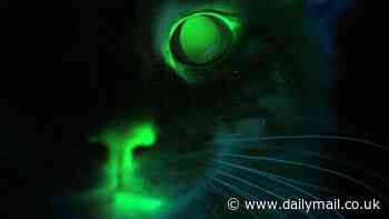 Feline bright! Cats glow in the dark, surprising study reveals