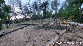 Cadono alberi nella Riserva di Monte Mario: "Pericolo da rimuovere immediatamente"