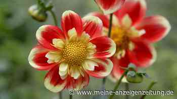 Sieben Blumen, mit denen Sie im Herbst noch Farbe auf den Balkon bringen