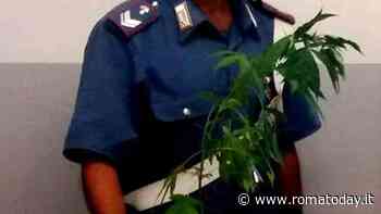 Lo stalker con le piante di marijuana dentro casa