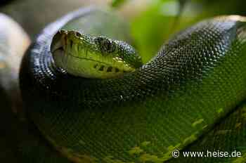 Programmiersprache Python 3.12 erlaubt flexiblere Syntax für F-Strings