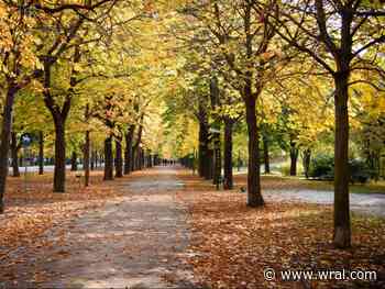 What is leaf peeping? How to enjoy fall foliage in Raleigh