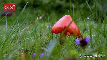 Literarische Pilzjagd im Herbst