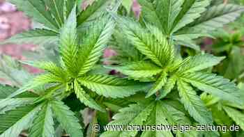 Cannabis-Entdeckung bei Burgdorf: Polizei nimmt Männer fest