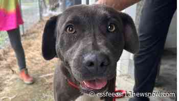 'Need a miracle': Bertie County Humane Society seeks temporary placement for 12 dogs during renovations