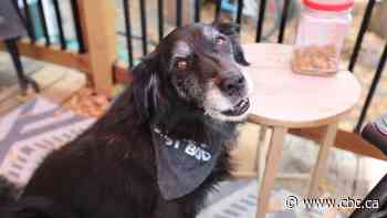 Woman with terminal cancer searches for someone to take in her 3 senior dogs