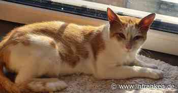 Katze in Franken: Kater Garfield erleidet trauriges Schicksal - Tierschutzverein mit "großer Bitte"